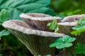 Closeup of wild mushrooms surrounded by clovers in a field in Malta Royalty Free Stock Photo