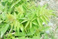 A Closeup wild neem leaves on a plant