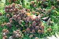 Closeup of wild ovate mushrooms growing on the grass