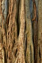 Closeup of wild overgrown vines of a Banyan tree in a forest on a sunny day. Zoom in on many vines and shoots hanging