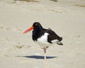 Closeup Wild Oystercatcher Standing on a Beach