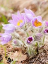 Closeup of a wild pasque flower in springtime