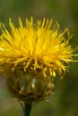 Closeup wild prairie flowers