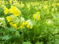 Closeup of wild primrose flower in the sun, spring concept