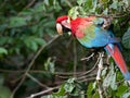 Wildlife photo of a wild Red-and-green Macaw Ara chloropterus Royalty Free Stock Photo