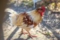 Closeup of a wild rooster cock on a parking lot