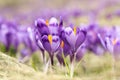 Closeup of wild saffron flowers Royalty Free Stock Photo