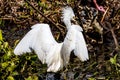 A Closeup of a Wild Snowy Egret Royalty Free Stock Photo