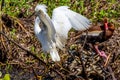 A Closeup of a Wild Snowy Egret