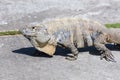 Closeup of a wild Spiny-tailed iguana, Black iguana, or Black ctenosaur. Riviera Maya, Cancun, Mexico.