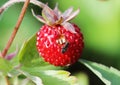 Closeup of a wild strawberry - macro photo