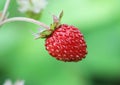 Closeup of a wild strawberry - macro photo Royalty Free Stock Photo