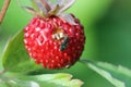 Closeup of a wild strawberry - macro photo Royalty Free Stock Photo