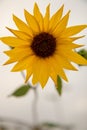 Closeup of a wild sunflower on a blurred background of a field Royalty Free Stock Photo