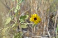 Closeup Of Wild Sunflower In A Field Royalty Free Stock Photo