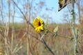 Closeup Of Wild Sunflower In A Field Royalty Free Stock Photo