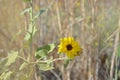 Closeup Of Wild Sunflower In A Field Royalty Free Stock Photo