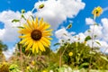 Closeup of a Wild Sunflower in Oklahoma