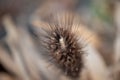 Closeup of a wild teasel against a blurry background. Royalty Free Stock Photo