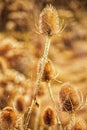 Closeup of a Wild teasel in a field Royalty Free Stock Photo