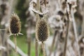 Closeup of wild teasel flower heads and stems