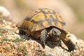 Closeup of wild Testudo graeca Royalty Free Stock Photo