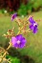 Closeup of Wild Tibouchina Semidecandra or Princess Flowers on Easter Island, Chile Royalty Free Stock Photo