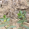 Wild Tribulus terrestris grass with tiny yellow flowers and green leaves Royalty Free Stock Photo