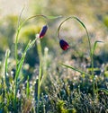 wild tulip flowers in water drop at the early morning Royalty Free Stock Photo