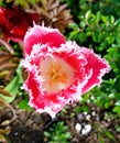 Wild tulip flower in white and pink. Wild growing tulip in nature.