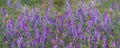 Closeup wild violet flowers growth in prairie