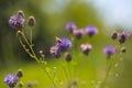 Closeup wild violet flowers in a prairie