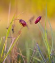 closeup wild violet tulip flowers in grass