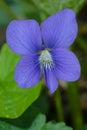 Common Blue Violet - Viola sororia