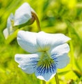 Closeup wild violets in grass lawn in Spring