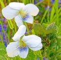 Closeup wild violets in grass lawn in Spring