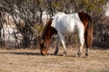 A closeup of a wild white and brown mare eating grass at Assateague Island Royalty Free Stock Photo