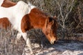 A closeup of a wild white and brown mare walking at Assateague Island Royalty Free Stock Photo