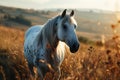 closeup wild white spotted horse standing in a meadow at sunset