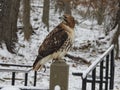 Closeup of Wild White Tailed Hawk on a Post Royalty Free Stock Photo