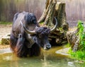 Closeup of a wild yak taking a bath in a water puddle, tropical cattle specie from the himalaya mountains of Asia