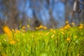 Closeup wild yellow tulip flowers in green forest glade Royalty Free Stock Photo