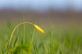 Closeup wild yellow tulip flowers in green grass Royalty Free Stock Photo