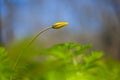 Closeup wild yellow tulip flowers in green grass Royalty Free Stock Photo