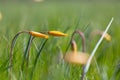 Closeup wild yellow tulip flowers in green grass Royalty Free Stock Photo