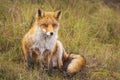 Wild red fox Vulpes Vulpes close-up Royalty Free Stock Photo