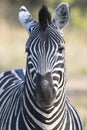 Closeup of wild zebra