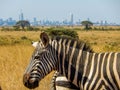 Closeup zebra Nairobi downtown background