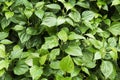 Closeup Wildbetal Leafbush tree plant. Natural Wildbetal Leafbush with flowers texture background. ( piper sarmentosum