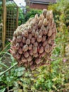 Closeup dried wildflower flower seed head In a garden